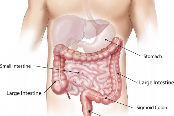 Abdomen, stomach, and intestines