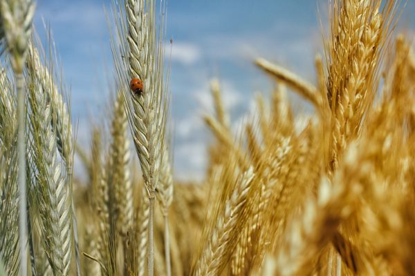 Whole Grains Month - September