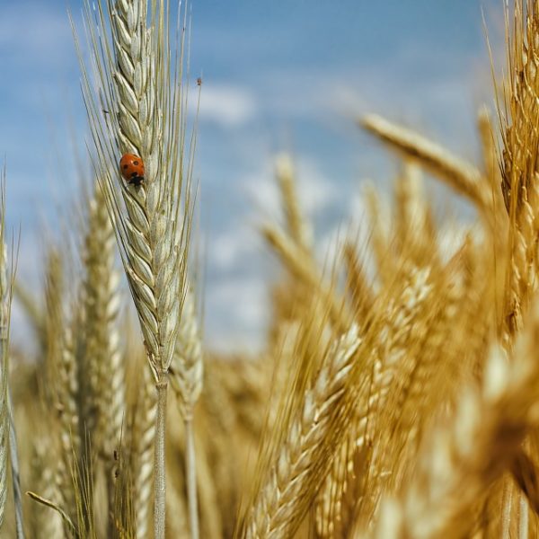 Whole Grains Month - September